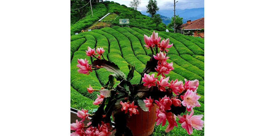  DOĞU KARADENİZ TURU